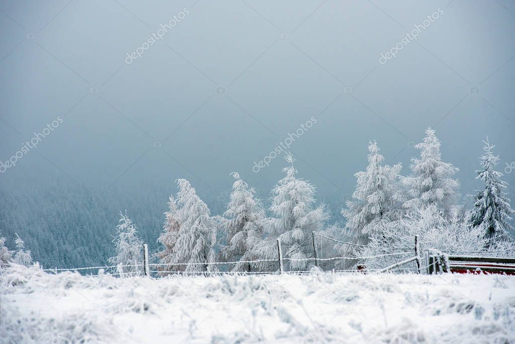 Fir trees covered with snow and hoarfrost in the mountains