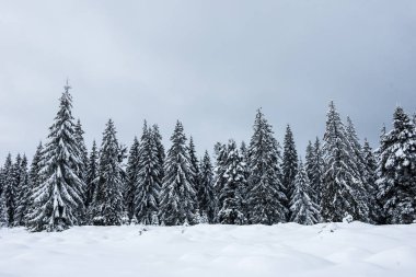 Karla kaplı köknar ağacı ormanıyla inanılmaz kış manzarası.