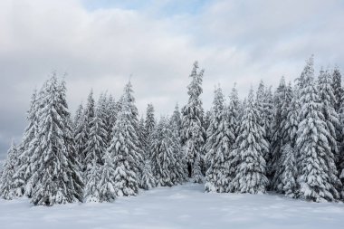 Kış harikalar diyarı, çam ağaçları taze karla kaplı.