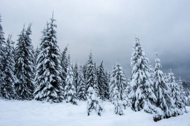 Köknar ağaçlarıyla dolu peri kışı manzarası. Dağlarda karlı ormanlarla dolu bir geçmişimiz var.