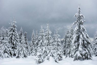 Köknar ağaçlarıyla dolu peri kışı manzarası. Dağlarda karlı ormanlarla dolu bir geçmişimiz var.
