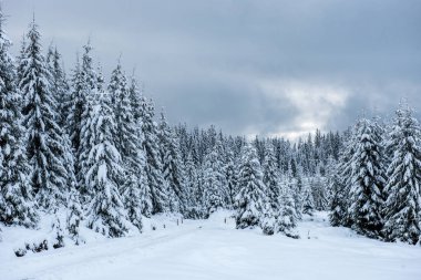 Noel arkaplanı, kışın karla kaplı orman manzarası 