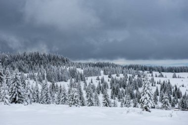 Köknar ağaçlarıyla kaplı kış manzarası. Noel kartı konsepti