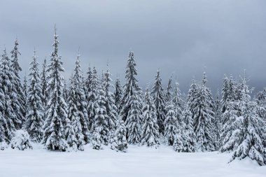 Ağaçlarda kar olan güzel kış manzarası
