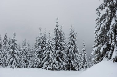 Kış harikalar diyarı, çam ağaçları taze karla kaplı.