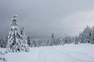 Kış harikalar diyarı, çam ağaçları taze karla kaplı.