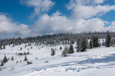 Karla kaplı çam ve köknar ağaçlarıyla kışın manzarası. Noel konsepti