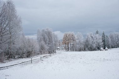 İlk kar ormanın içinde. İn rime'ı ve doğa, ağaçlar ve bitkiler kapsayan hoarfrost