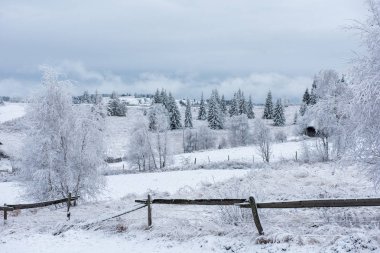 İlk kar ormanın içinde. İn rime'ı ve doğa, ağaçlar ve bitkiler kapsayan hoarfrost