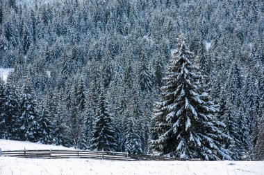 Köknar ağaçlarıyla dolu peri kışı manzarası. Dağlarda karlı ormanlarla dolu bir geçmişimiz var.