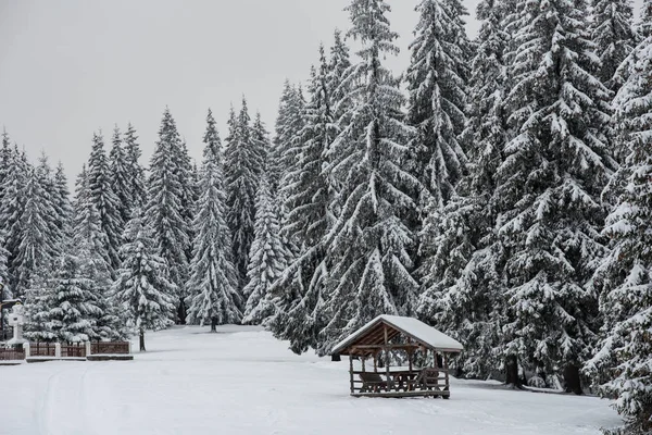 Paisaje Invierno Con Árboles Cubiertos Nieve Colinas — Foto de Stock