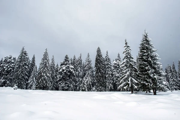 Schöne Winterlandschaft Mit Schnee Auf Den Bäumen — Stockfoto