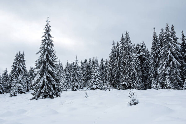 Amazing winter landscape with snow covered fir tree forest