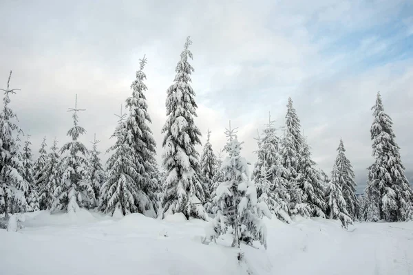 Noel Arkaplanı Kışın Karla Kaplı Orman Manzarası — Stok fotoğraf