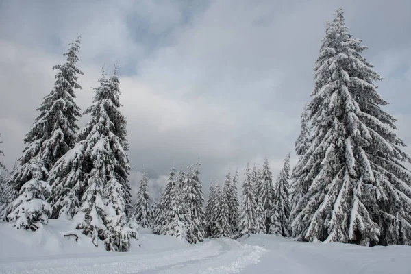 Maravilla Invernal Bosque Abetos Cubierto Nieve Fresca — Foto de Stock