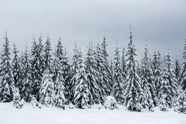 Paisagem Inverno Incrível Com Floresta Abeto Coberta Neve — Fotografia de Stock