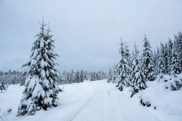 Zimní Říše Divů Smrkový Les Pokrytý Čerstvým Sněhem — Stock fotografie