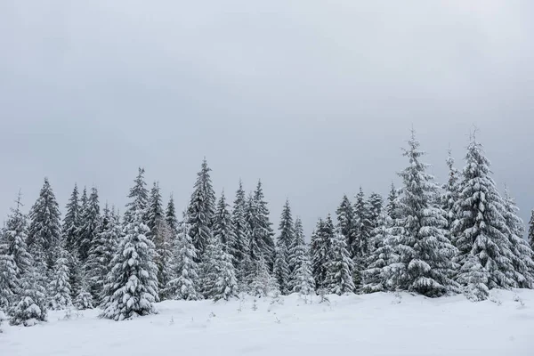 Úžasná Zimní Krajina Zasněženým Jedlovým Lesem — Stock fotografie
