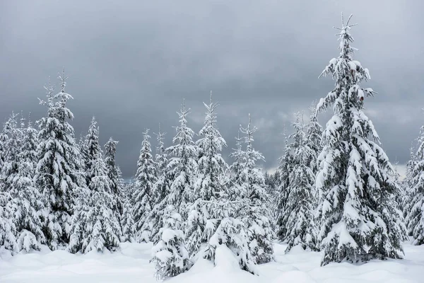 Köknar ağaçlarıyla dolu peri kışı manzarası. Dağlarda karlı ormanlarla dolu bir geçmişimiz var.