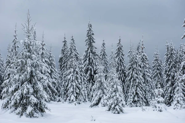 モミの木と妖精の冬の風景 山の中の雪の森とクリスマスの挨拶の背景 — ストック写真