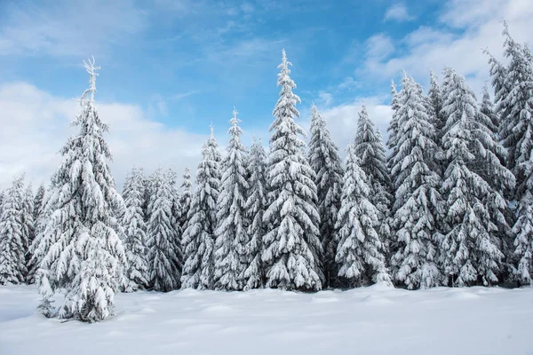 美丽的冬季风景 树上飘着雪 — 图库照片