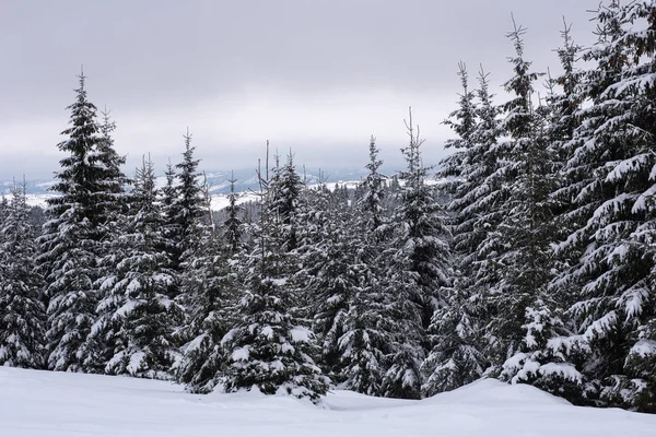 Winterwonderland Sparrenbos Bedekt Met Verse Sneeuw — Stockfoto