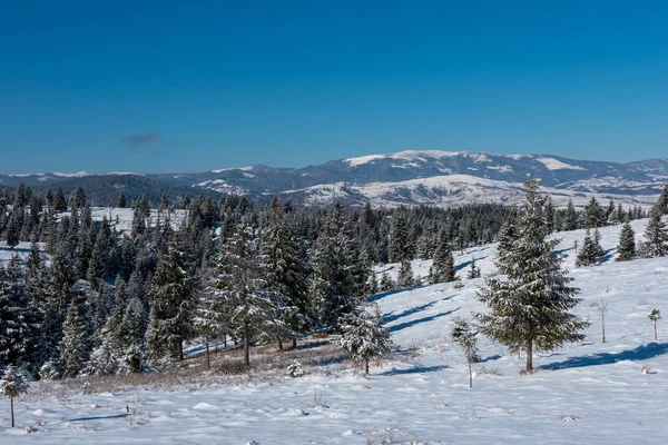 雪に覆われたモミの木の森と素晴らしい冬の風景 — ストック写真