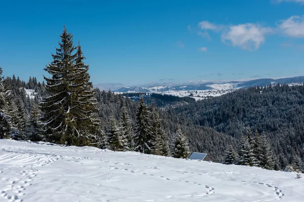Kış Harikalar Diyarı Çam Ağaçları Taze Karla Kaplı — Stok fotoğraf