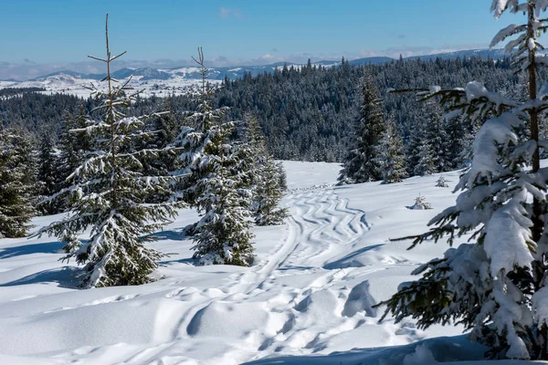 Рождественский Фон Живописный Снежный Лес Зимой — стоковое фото