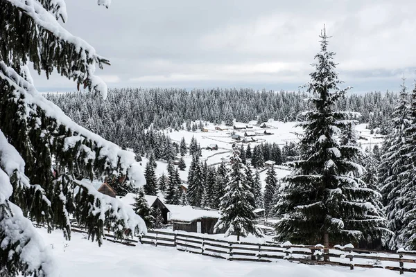 Amazing Winter Landscape Snow Covered Fir Tree Forest — Stock Photo, Image