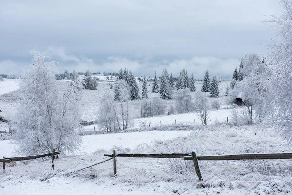 Primera Nieve Bosque Rimas Heladas Que Cubren Naturaleza Los Árboles — Foto de Stock