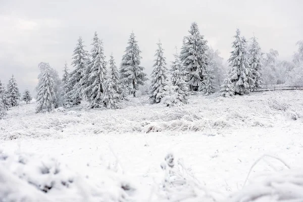 Schneebedeckte Tannen Und Raureif Den Bergen — Stockfoto