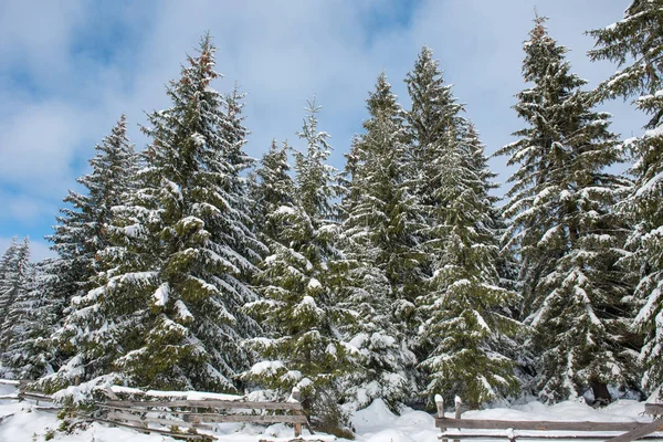 Maravilla Invernal Bosque Abetos Cubierto Nieve Fresca — Foto de Stock