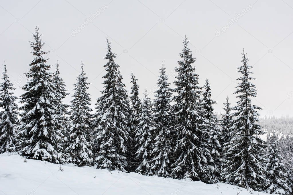 Amazing winter landscape with snow covered fir tree forest