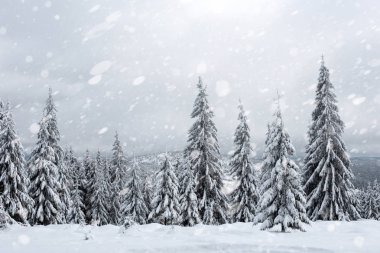 Kar yağışı, kış ormandaki karlı köknar ağaçları. Kar taneleri ve Noel kavramı