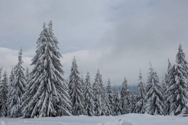 Ağaçlarda kar olan güzel kış manzarası