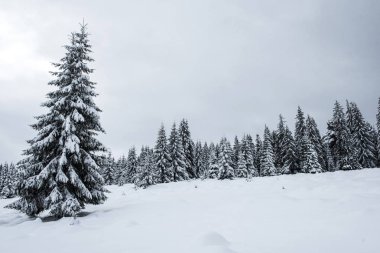 Köknar ağaçlarıyla dolu peri kışı manzarası. Dağlarda karlı ormanlarla dolu bir geçmişimiz var.