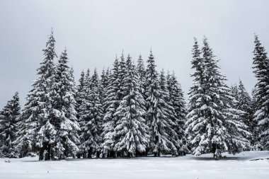 Dağlarda kar ve karla kaplı ağaçlar