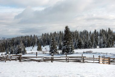 Karla kaplı ağaçlar ve tepeler ile kışın kırsal alan
