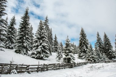 Kış harikalar diyarı, çam ağaçları taze karla kaplı.