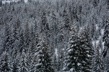 Dağlardaki kış ağaçları taze karla kaplıdır.