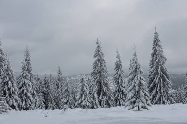 Noel arka plan karlı köknar ağaçları ile. Muhteşem kış manzarası