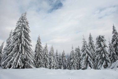Karla kaplı köknar ağacı ormanıyla inanılmaz kış manzarası.