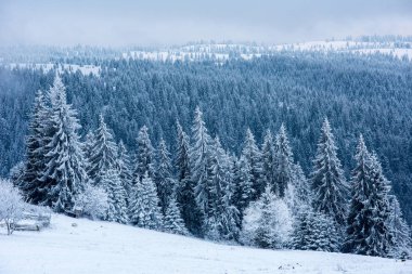 Dağlarda kar ve karla kaplı ağaçlar