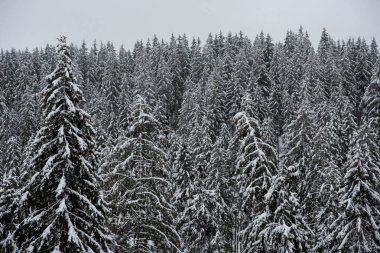 Köknar ağaçlarıyla kaplı kış manzarası. Noel kartı konsepti