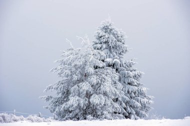 Karla kaplı firavun ağaçları ve dağlarda buzullar.