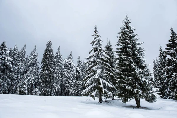 覆盖着新雪的高山上的冬季树木 — 图库照片