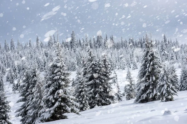 降雪に冬の森で雪に覆われたモミの木 雪とクリスマスのコンセプト — ストック写真