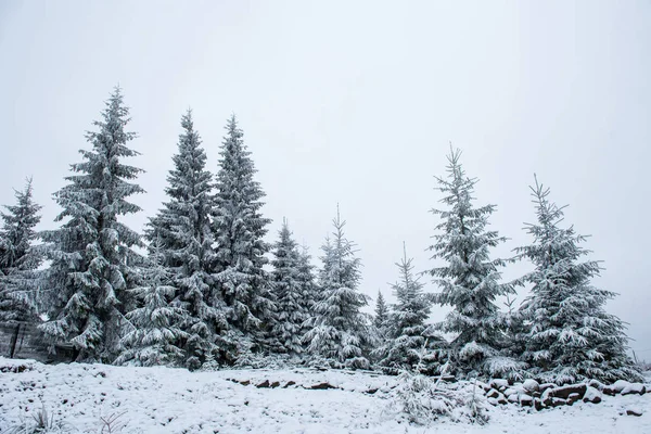 Kerstmis Achtergrond Met Besneeuwde Sparren Geweldige Winterlandschap — Stockfoto