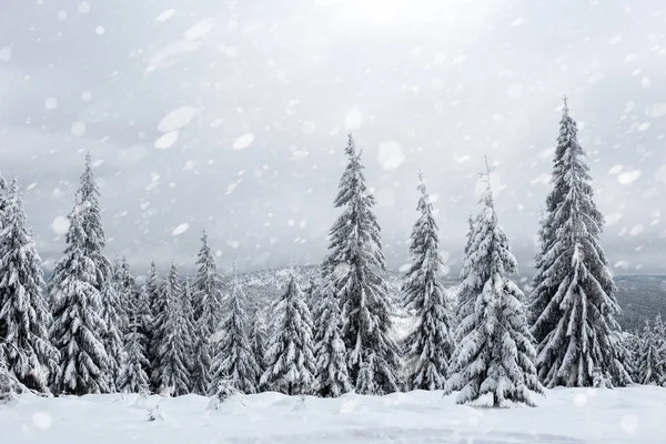 降雪に冬の森で雪に覆われたモミの木 雪とクリスマスのコンセプト — ストック写真